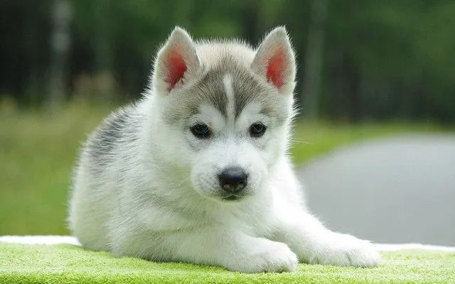 Lobito aullando por primera vez - Fornewssites! Lobito aullando por primera vez - Fornewssites!