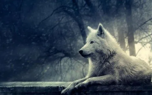 Lobo 3D Wallpaper - Aplicaciones Android en Google Play Lobo 3D Wallpaper - Aplicaciones Android en Google Play
