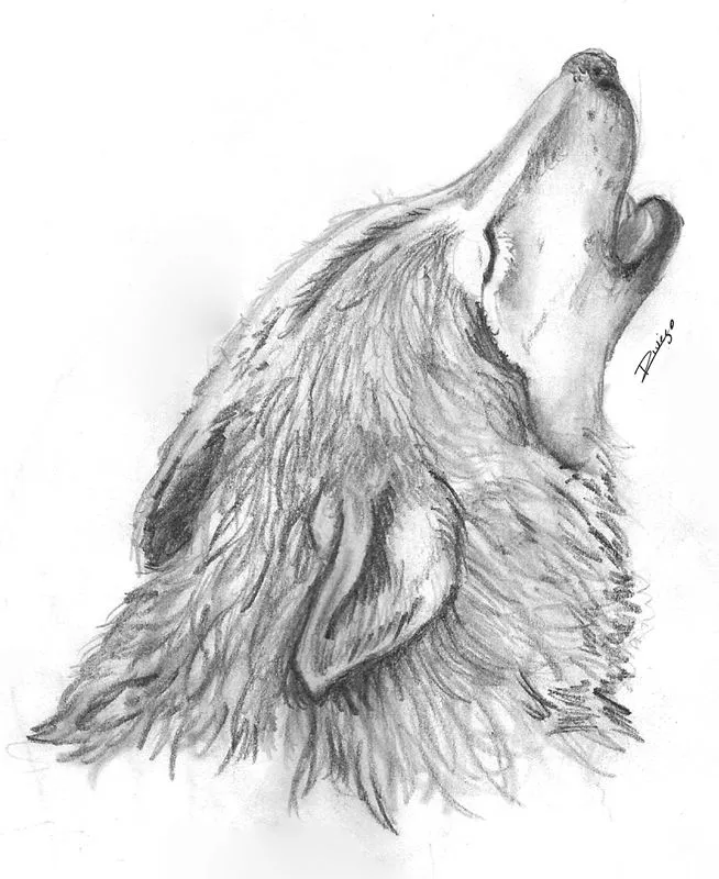 Dibujos de lobos a lapiz - Imagui