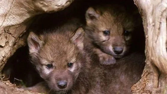 cachorros-lobo.jpg