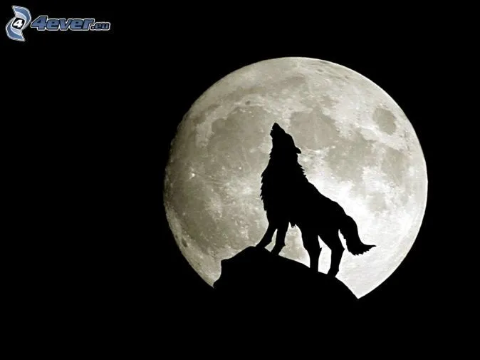 Lobo aúllando
