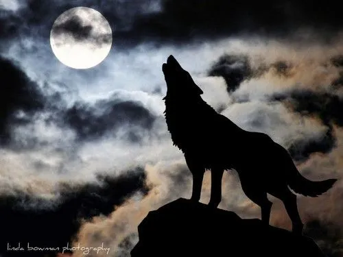 Lobo luna HD - Imagui