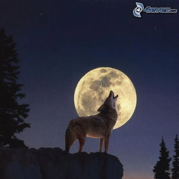 lobo-aullando,-luna,-luna- ...