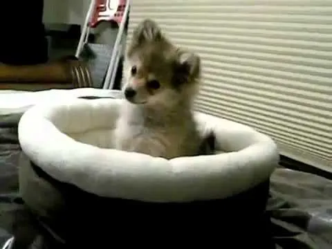 Lobo bebé aúlla por primera vez, Buenísimo - YouTube Lobo bebé aúlla por primera vez, Buenísimo - YouTube