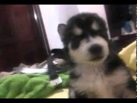 LOBO BEBE AULLA - YouTube