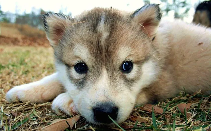 Lobo Bebe | Reino Animal | Pinterest | Bebe