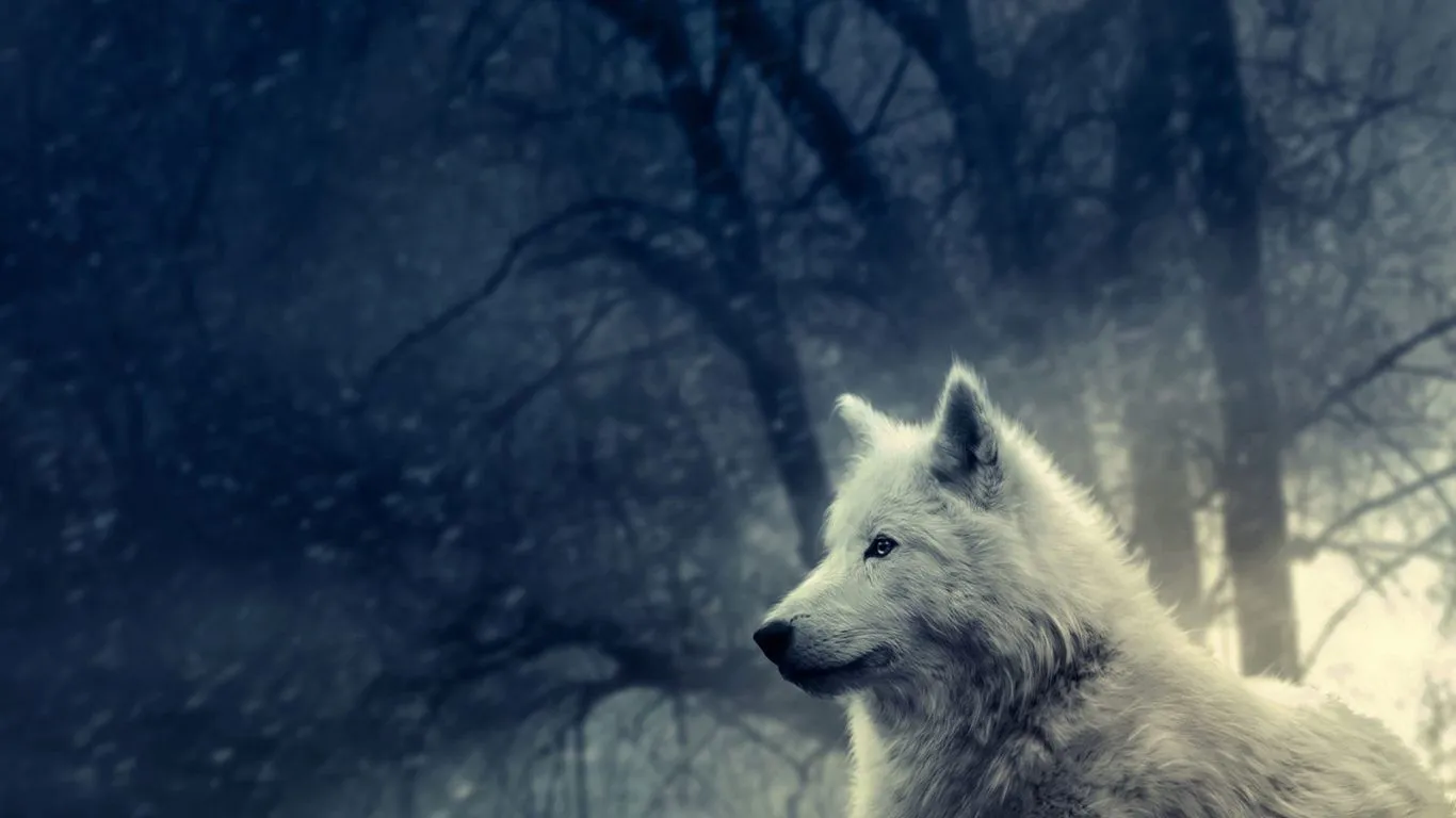 Lobo blanco - 1366x768 :: Fondos de pantalla y wallpapers Lobo blanco - 1366x768 :: Fondos de pantalla y wallpapers