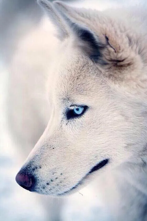 Lobo blanco. el poder de la mirada.. - scoopnest.com