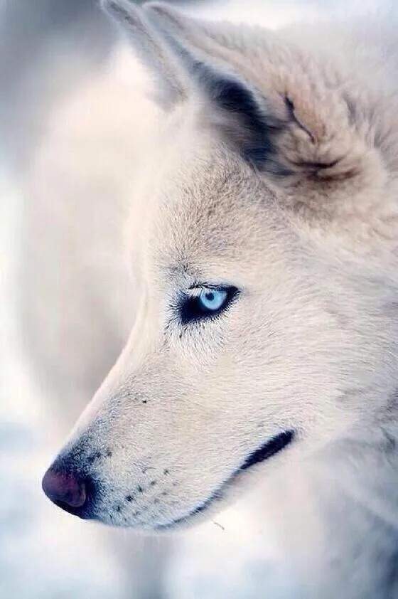Lobo blanco. el poder de la mirada.. - scoopnest.com Lobo blanco. el poder de la mirada.. - scoopnest.com