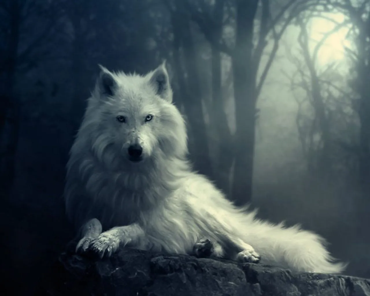 Lobo blanco en la noche - 1280x1024 :: Fondos de pantalla y wallpapers Lobo blanco en la noche - 1280x1024 :: Fondos de pantalla y wallpapers
