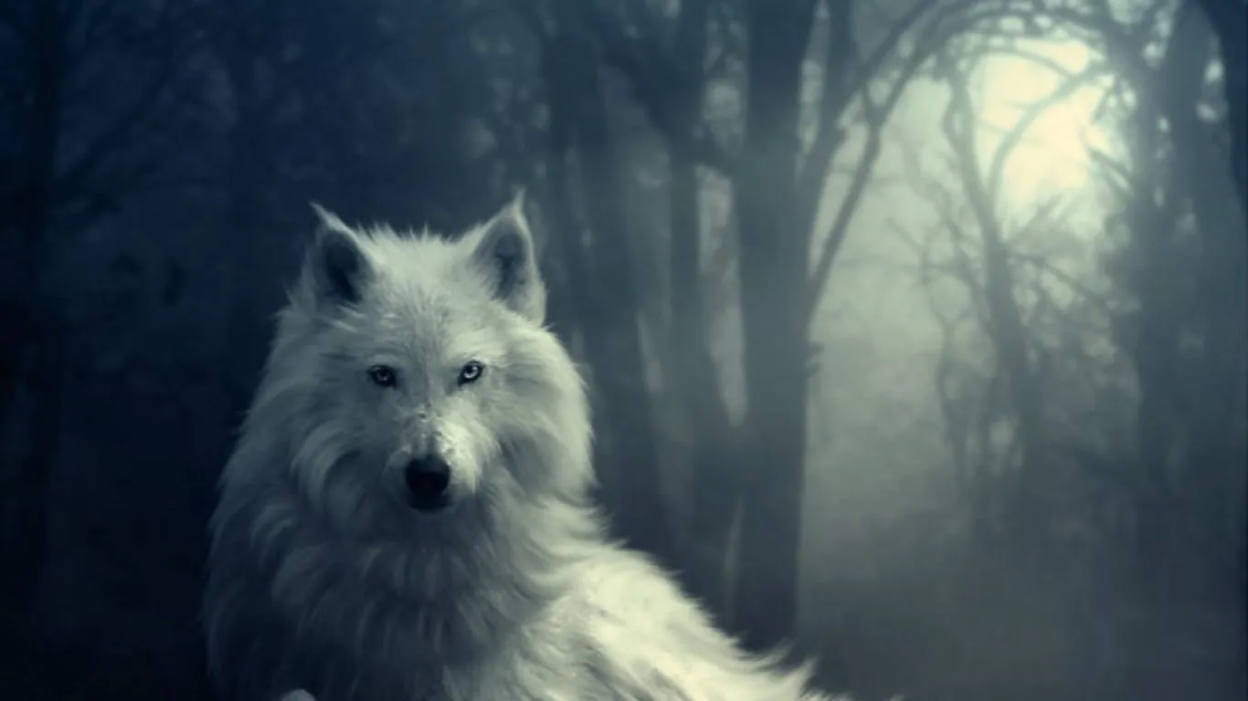 Lobo blanco en la noche - 1366x768 :: Fondos de pantalla y wallpapers Lobo blanco en la noche - 1366x768 :: Fondos de pantalla y wallpapers