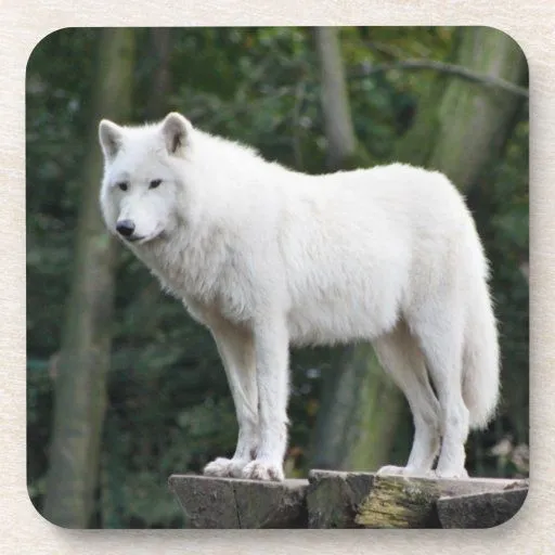 Lobo blanco salvaje posavasos de bebida | Zazzle Lobo blanco salvaje posavasos de bebida | Zazzle