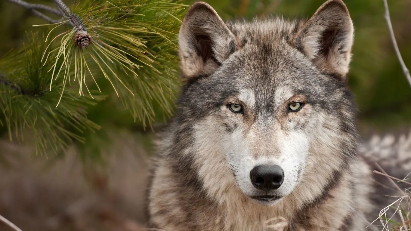lobo, chaqueta gris, un rostro serio, animales, foto Imágenes HD y de ... lobo, chaqueta gris, un rostro serio, animales, foto Imágenes HD y de ...