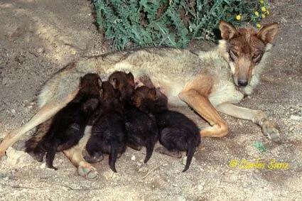 Lobo común