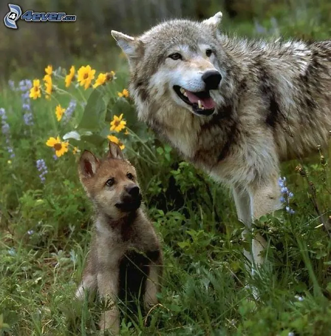 lobo-con-cachorros-125967.jpg