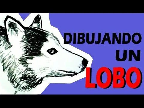 Dibujo de lobo aullando a lapiz - Imagui