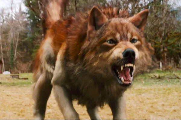 Nuestro lobo favorito!! | Todo sobre la Saga de Crepúsculo Nuestro lobo favorito!! | Todo sobre la Saga de Crepúsculo
