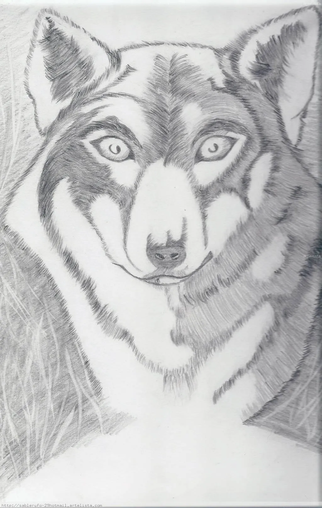 Lobo Gabriela Romero - Artelista.