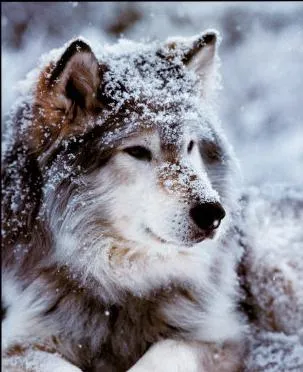 El lobo gris acostumbra vivir en manada, normalmente formada por ... El lobo gris acostumbra vivir en manada, normalmente formada por ...