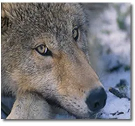 Lobo Gris - Animal en Peligro de Extincion en America Lobo Gris - Animal en Peligro de Extincion en America