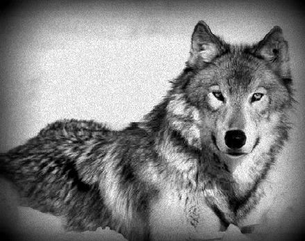 lobo gris by Beatriche22 on deviantART