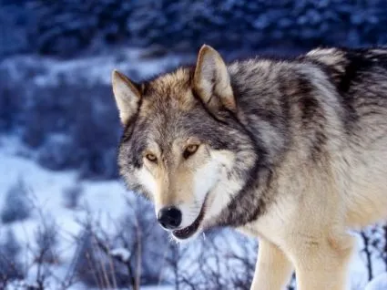 Lobo gris en la nieve Wallpaper Animales Lobos Los animales ...