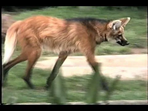 Lobo guará, Chrysocyon brachyurus, Animais selvagens, Onívoros ...