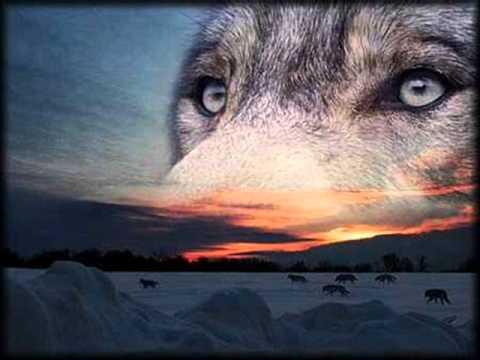 COMO UN LOBO HERIDO. ADAN L. D. - YouTube