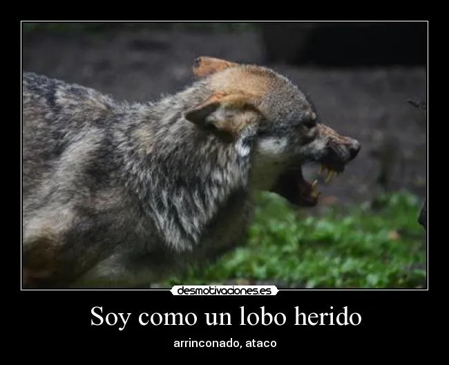 Soy como un lobo herido | Desmotivaciones