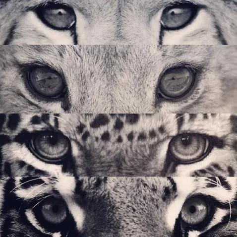 lobo hipster | Tumblr