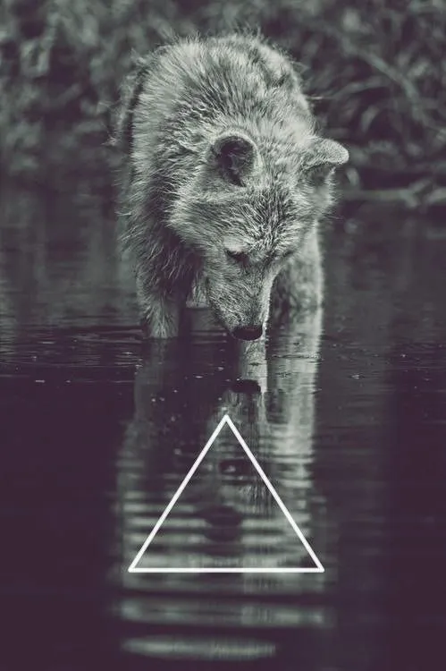 lobo hipster | Tumblr