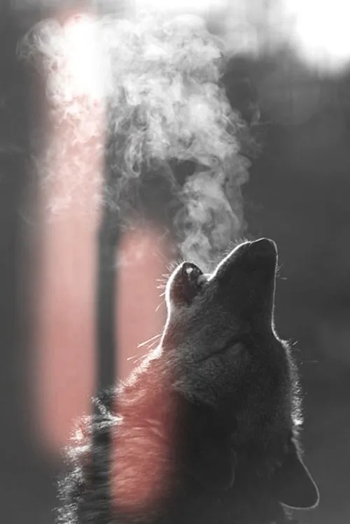 lobo hipster | Tumblr