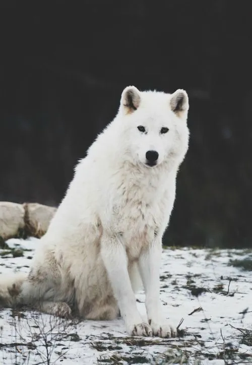 lobo hipster | Tumblr
