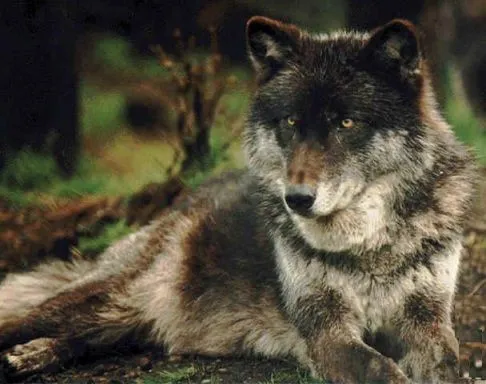 Lobo del Este » LOBOPEDIA