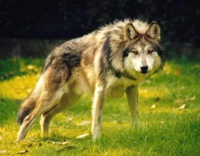 El lobo mexicano está de regreso. | Da H3inZon3 El lobo mexicano está de regreso. | Da H3inZon3