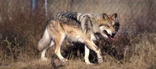 El Lobo Mexicano - Lobos Grises Mexicanos | donQuijote