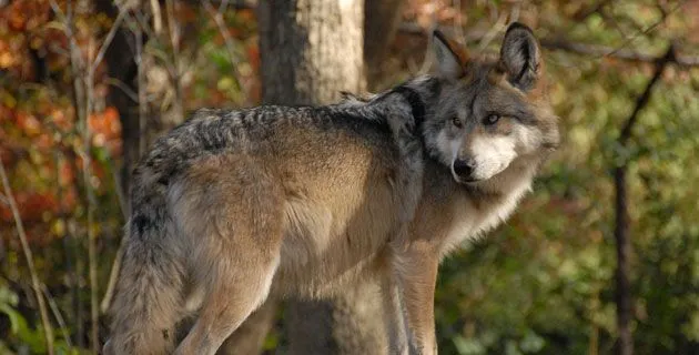 El Lobo mexicano (fotogalería) | México Desconocido El Lobo mexicano (fotogalería) | México Desconocido