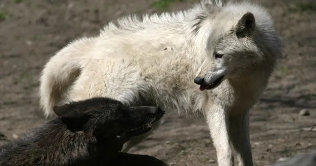 Imagenes de lobos negros - Imagui