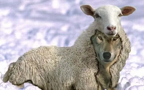 El lobo con piel de cordero – Esopo | En Clave de Niños