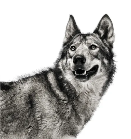 Lobo png - Imagui