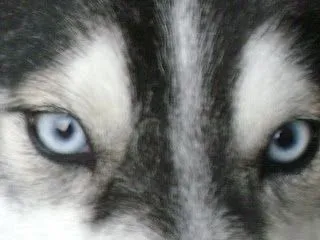 LOBO SIBERIANO