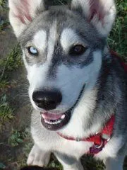 LOBO SIBERIANO