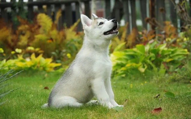 Fondos de Pantalla HD (tigre, caballo,koala, lobo, perro, sisne ...
