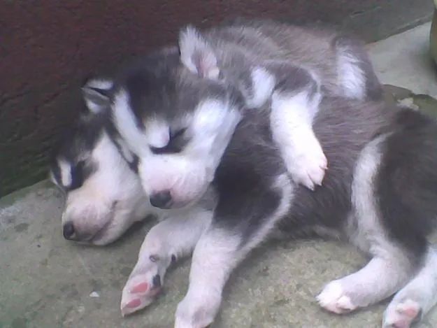 Cachorros de lobos - Imagui