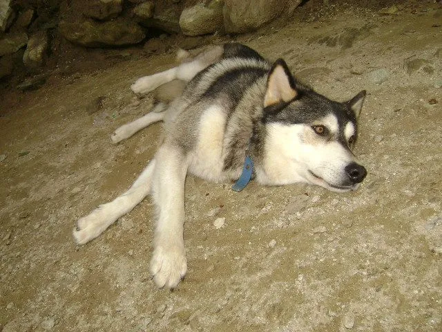 Lobo siberiano en Galipan | Flickr - Photo Sharing! Lobo siberiano en Galipan | Flickr - Photo Sharing!