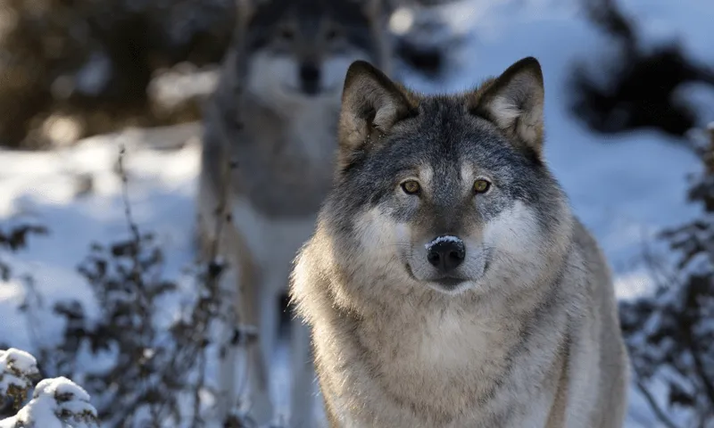 Lobo Wallpapers - Aplicaciones Android en Google Play Lobo Wallpapers - Aplicaciones Android en Google Play
