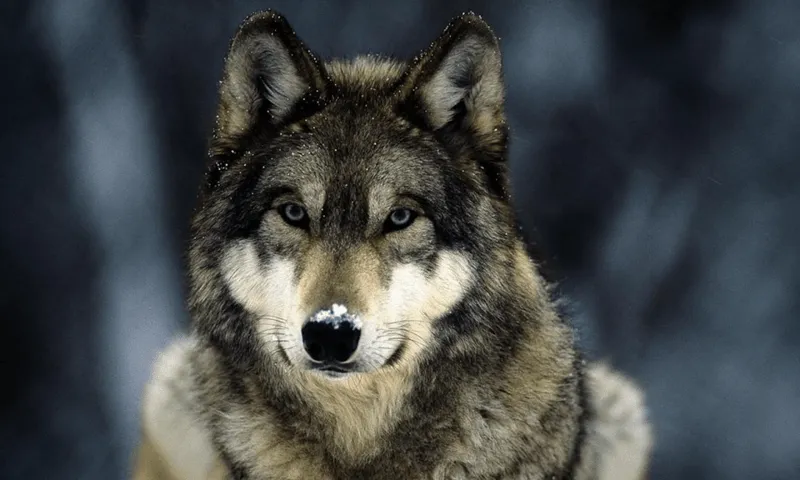 Lobo Wallpapers - Aplicaciones Android en Google Play Lobo Wallpapers - Aplicaciones Android en Google Play
