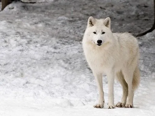 lobos blancos | Tumblr