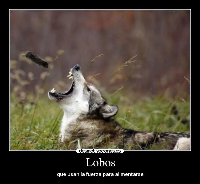 Lobos | Desmotivaciones