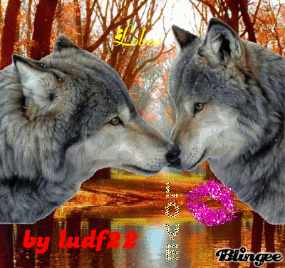 lobos enamorados Fotografía #132234460 | Blingee.com